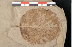 Foto (Detailansicht) von Alnus incana (Linne) Mönch (NHMW-GEO-2024-0188-15003)